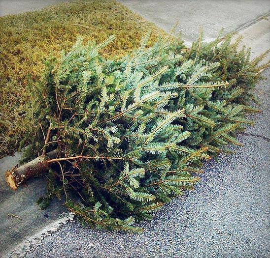 Read more about the article Christmas Tree Pickup 2025